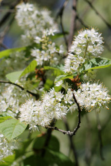 Prunus maackii 'Amber Beauty'