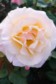 Rosa 'Queen Elizabeth'