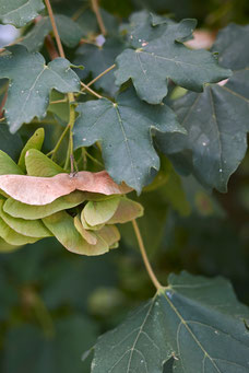 Acer campestre 'Nanum'