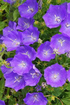 Campanula carpatica