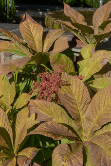 Rodgersia pinnata 'Chocolate Wings'