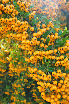 Pyracantha 'Soleil d'Or'