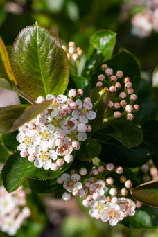 Aronia melanocarpa