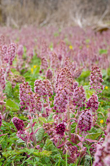 Petasites hybridus