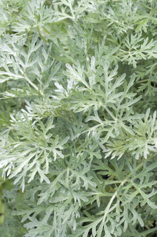 Artemisia absinthium