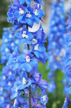 Dephinium 'Blue Bird'