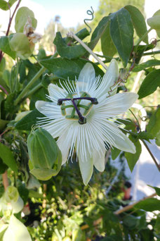 Passiflora 'Avalanche'