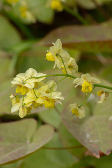 Epimedium perrralchicum 'Frohnleiten'