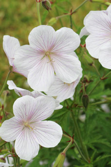 Geranium clarkei 'Kashmir White'