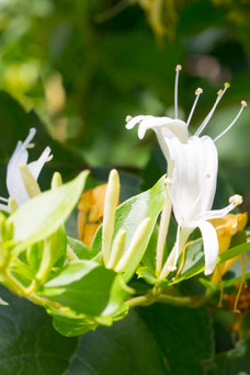 Lonicera j. 'Hall's Prolific'