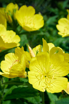 Oenothera macrocarpa