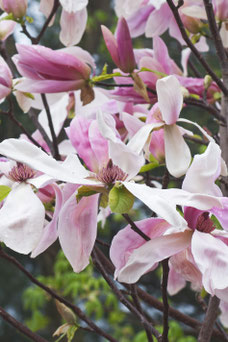 Magnolia 'Daybreak'