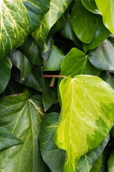 Hedera colchica 'Sulphur Heart'