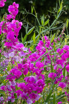 Lathyrus latifolius 'Rose Queen'