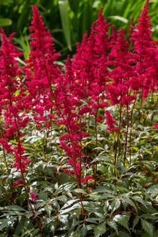 Astilbe 'Red Sentinel'