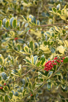 Ilex aquifolium 'J.C van Tol'