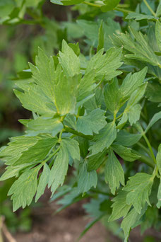 Levisticum officinale