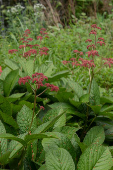 Rodgersia pinnata