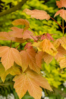 Acer pseud. 'Brilliantissimum'