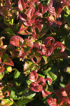 Leucothoe axilliaris 'Curly Red' 