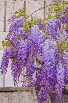 Wisteria sinensis 'Profilic'