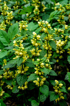 Lamiastrum galeobdolon 'Fiorentinum'