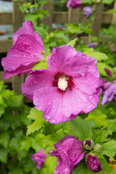 Hibiscus syriacus 'Woodbridge'