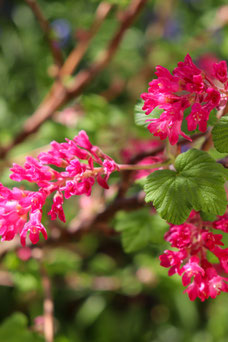 Ribes sanguineum 'King Edward VII'