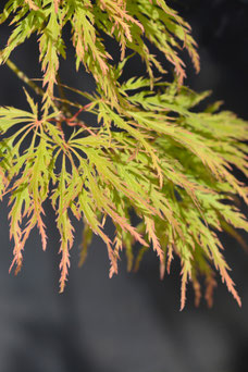 Acer palmatum 'Dissectum'