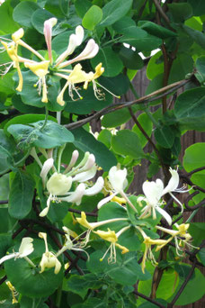 Lonicera caprifolium