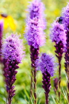 Liatris spicata 'Kobold'