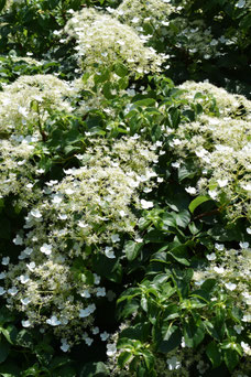 Hydrangea petiolaris