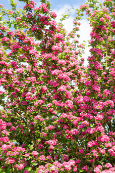 Crataegus 'Paul's Scarlet'