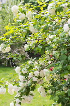 Viburnum opulus