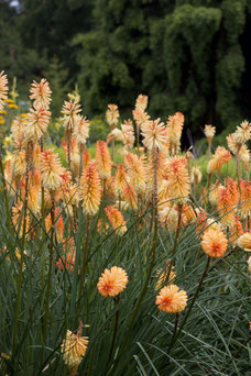 Kniphofia 'Mango Popsicle'