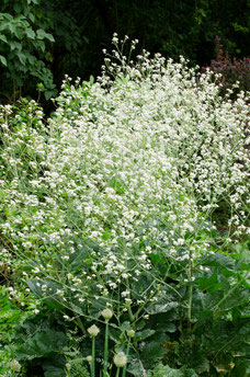 Crambe cordifolia