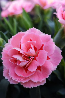 Dianthus 'Doris'