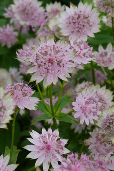 Astrantia major