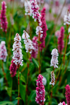 Persicaria affinis 'Superba'