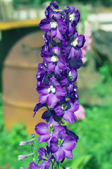 Delphinium 'Purple Pasion'