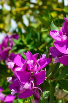 Polygala myrtifolia 'Bibi Pink'