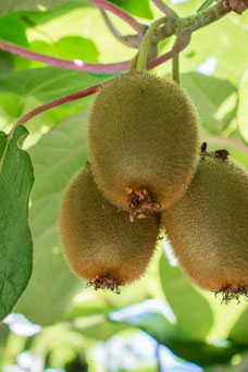 Actinidia deliciosa