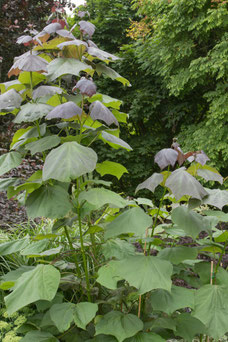 Catalpa erubescens 'Purpurea'