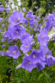 Campanula persicifolia 'Coerulea'