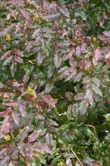 Mahonia aquifolium 'Atropurpurea'