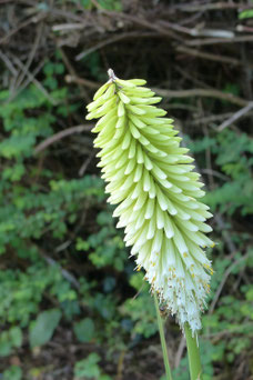 Kniphofia 'Ice Queen'