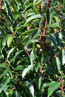 Prunus lusitanica 'Angustifolia'