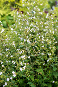 Calamintha subsp. nepeta