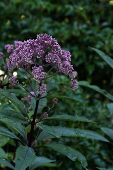 Eupatorium maculatum 'Atropurpureum'