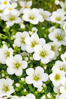 Saxifraga urbium 'Schneeteppich'